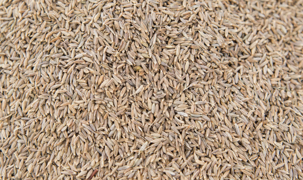 Cumin Seeds Export