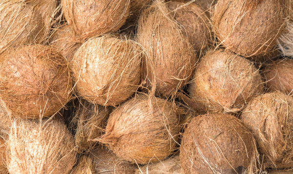Coconut Export